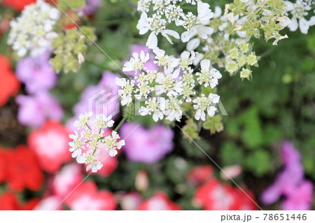 イベリスの花 78651446