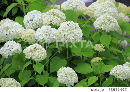 アナベルの花 78651447