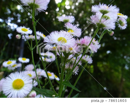 ヒメジオン・ハルジオン 78651603