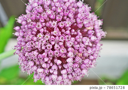 ピンクのニンニクの花の写真素材