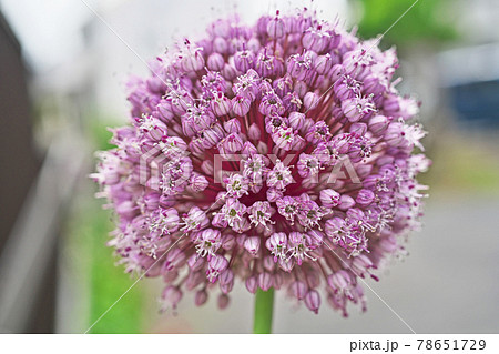 ピンクのニンニクの花の写真素材