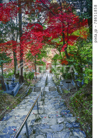 紅葉の二尊院　法然上人廟への参道 78651858