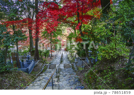 紅葉の二尊院　法然上人廟への参道 78651859