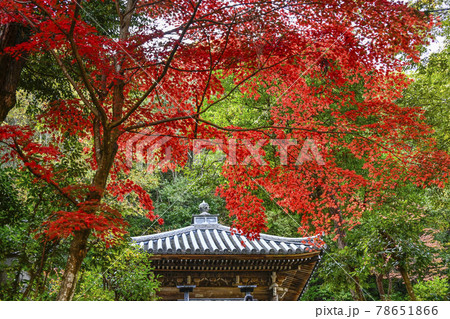 紅葉の二尊院 法然上人御廟 紅葉の二尊院 法然上人御廟 78651866