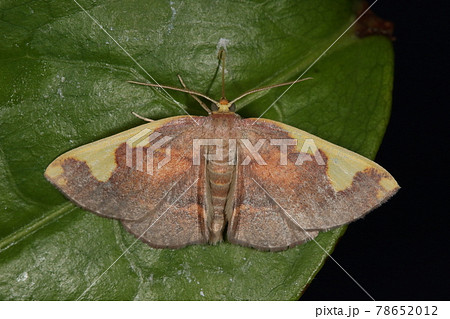 生き物　昆虫　マエキトビエダシャク、黄色と茶色に塗分けられた模様は安定的。日本固有種だそうです 78652012
