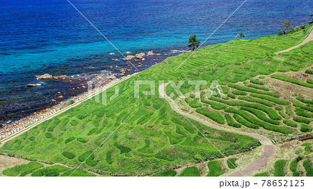 夏の白米千枚田 78652125