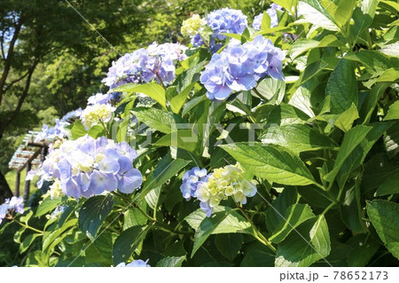 初夏の青いあじさい観光地 78652173