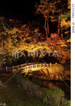 【縦構図】日本の紅葉~夜景、橋を入れて 函館市香雪園(見晴公園)にて 【縦構図】日本の紅葉~夜景、橋を入れて 函館市香雪園(見晴公園)にて 78652234