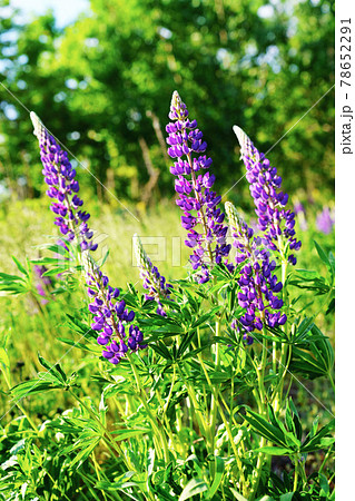 初夏の香り　満開のルピナス 78652291