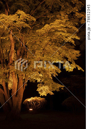 【縦構図】日本の紅葉～函館市香雪園（見晴公園）にて 78652345