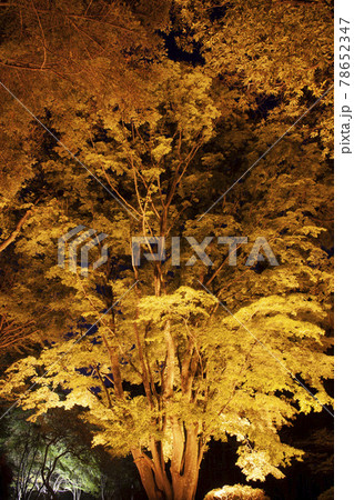 【縦構図】日本の紅葉~函館市香雪園(見晴公園)にて 【縦構図】日本の紅葉~函館市香雪園(見晴公園)にて 78652347