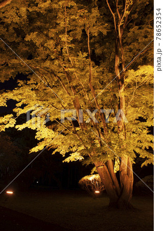 【縦構図】日本の紅葉~函館市香雪園にて 【縦構図】日本の紅葉~函館市香雪園にて 78652354