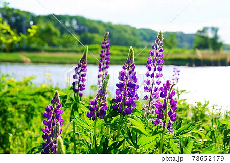 初夏の香り　満開のルピナス 78652479