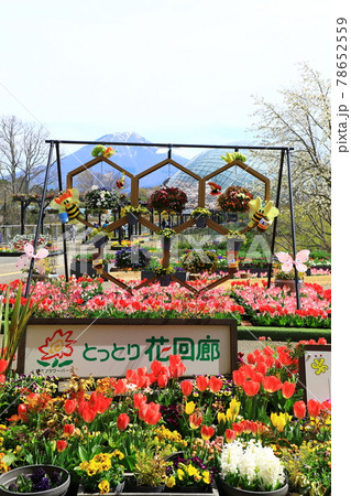 とっとり花回廊　チューリップまつり 78652559