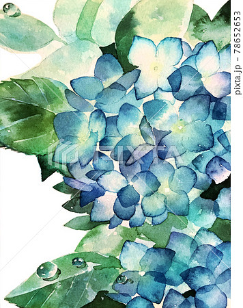 紫陽花のイラスト素材