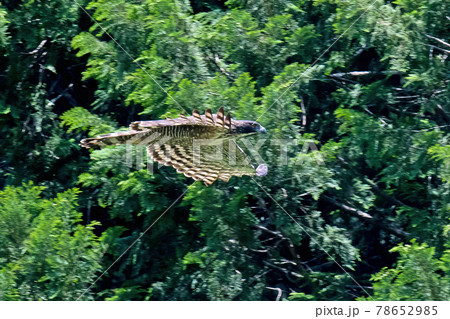 森の中を悠々と飛ぶ森の王者クマタカの写真素材