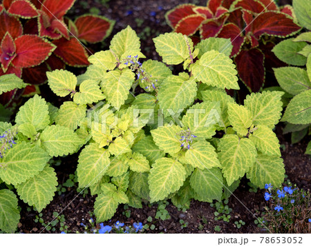 観葉植物　コリウス 78653052