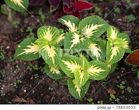 観葉植物　コリウス 78653053