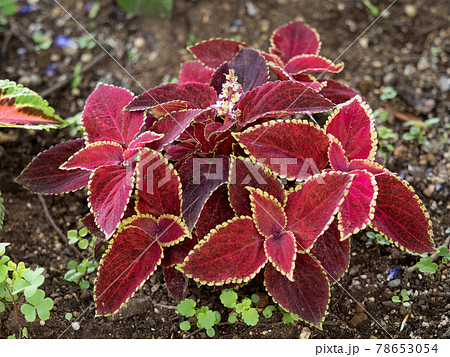 観葉植物 コリウス 観葉植物 コリウス 78653054