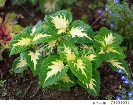 観葉植物　コリウス 78653055