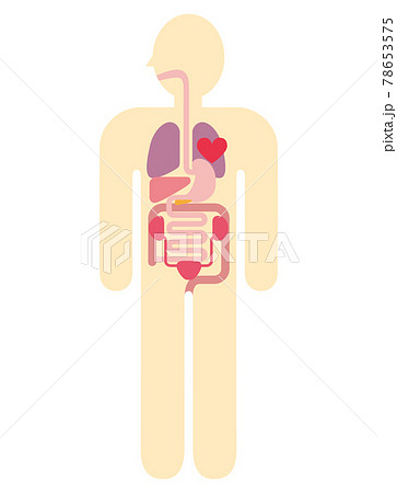 人体解剖図 身体の構造イラスト図解 心臓肺肝臓胃袋小腸大腸膀胱腎臓のイラスト素材