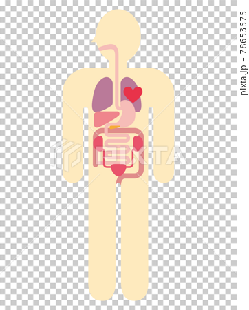 Human anatomy diagram Illustration of body... - Stock Illustration  [78653575] - PIXTA