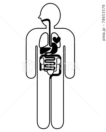 人体解剖図 身体の構造イラスト図解 線画 心臓肺肝臓胃袋小腸大腸膀胱腎臓のイラスト素材