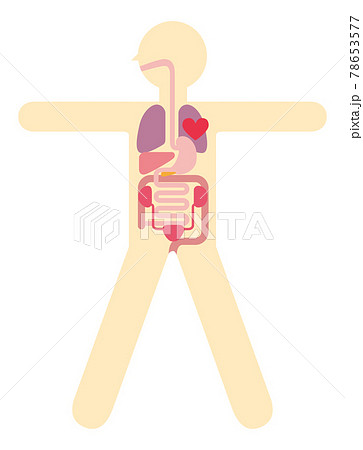 人体解剖図 身体の構造イラスト図解 大の字 心臓肺肝臓胃袋小腸大腸膀胱腎臓のイラスト素材