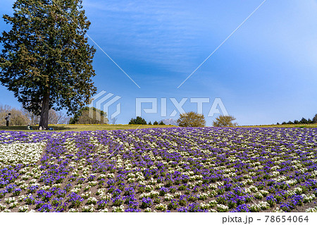 鳥取県　春のとっとり花回廊　花の丘と大山 78654064