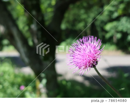 ノアザミの花 78654080