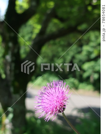 ノアザミの花 ノアザミの花 78654081