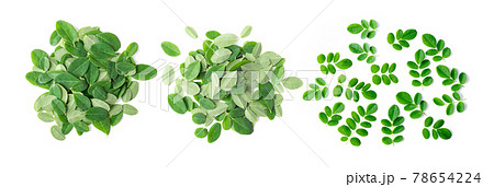 Moringa leaves on white background Moringa leaves on white background 78654224