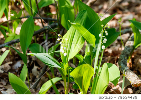 Lily of the valley (Convallaria majalis) white flowers in forest at spring 78654439