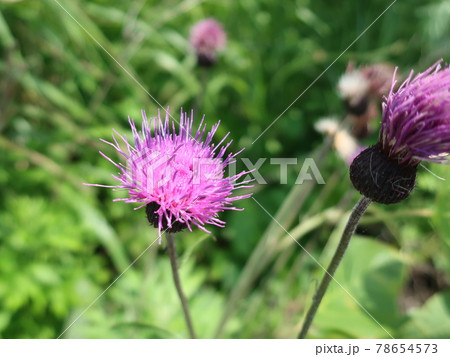 ノアザミの花 78654573