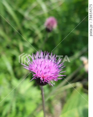 ノアザミの花 78654575