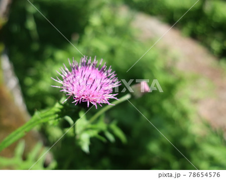 ノアザミの花 78654576