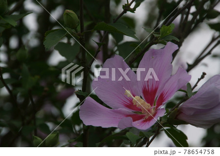 ムクゲ ムクゲ 78654758