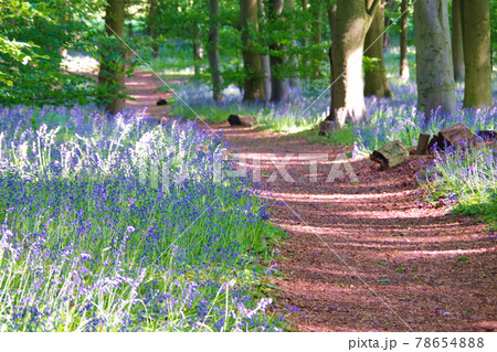 ブルーベルの森 イギリス 紫の花 イングリッシュブルーベルの写真素材