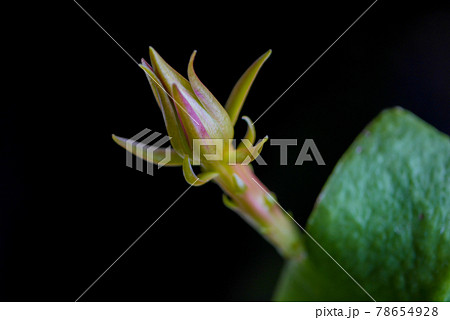 月下美人の花芽24 78654928