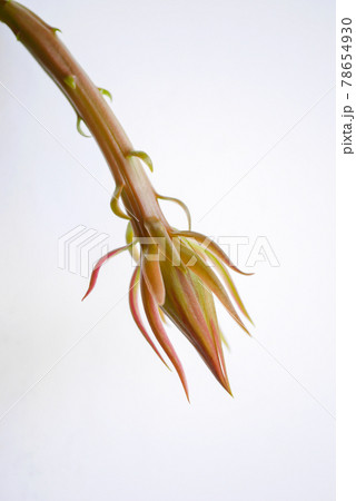 月下美人の花芽25 78654930