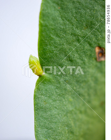 月下美人の花芽28 78654936