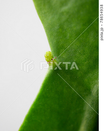 月下美人の新芽01 78654938