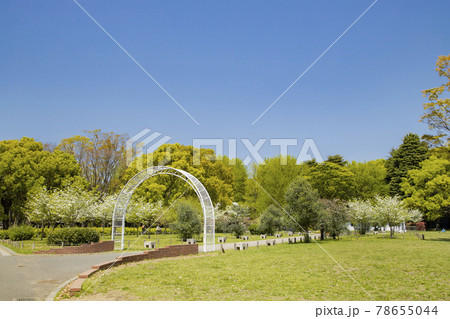 代々木公園 オリーブ広場 78655044