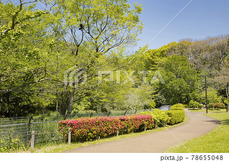 代々木公園 バードサンクチュアリ周辺の写真素材