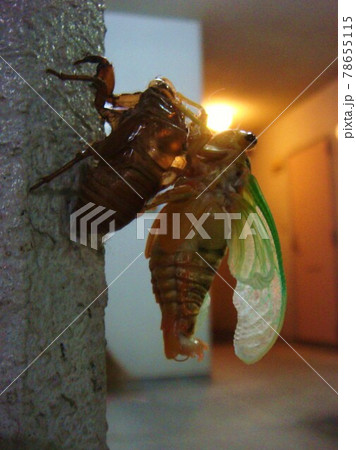 セミの羽化3 78655115