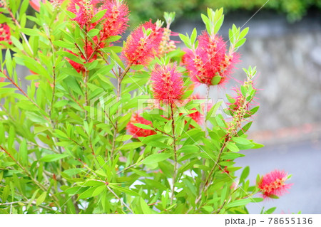 ブラシノキの花 78655136