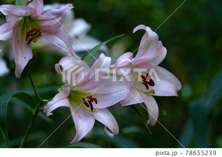 初夏の里山に咲く薄桃色のササユリ 78655239