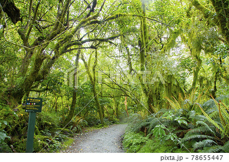 ニュージーランド　ルートバーントラック 78655447