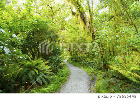 ニュージーランド　ルートバーントラック 78655448