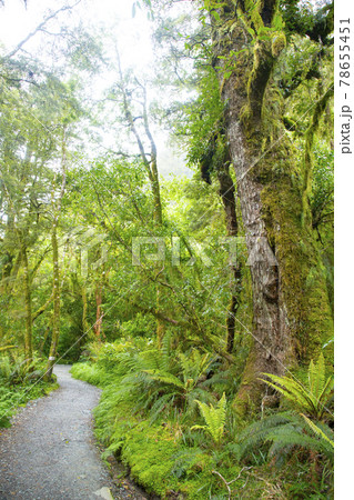 ニュージーランド ルートバーントラック ニュージーランド ルートバーントラック 78655451